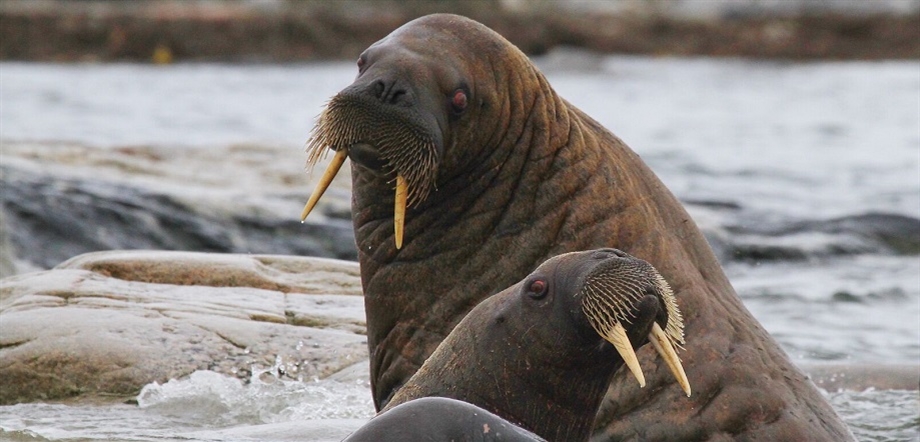 Two walruses relaxing on the shore. Credit: Luca Bracali - Visit Norway
